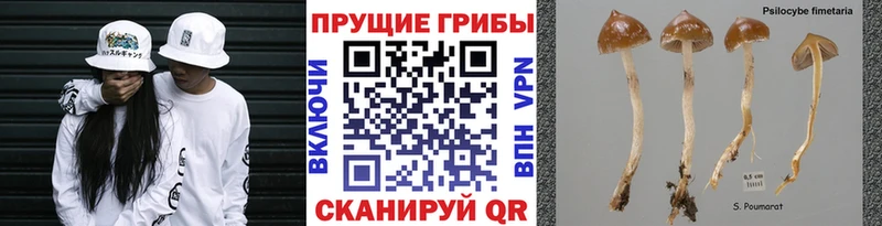 Псилоцибиновые грибы Psilocybe  blacksprut ТОР  Острогожск  купить закладку 